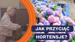 Sekret bujnych hortensji? Właściwe cięcie na wiosnę
